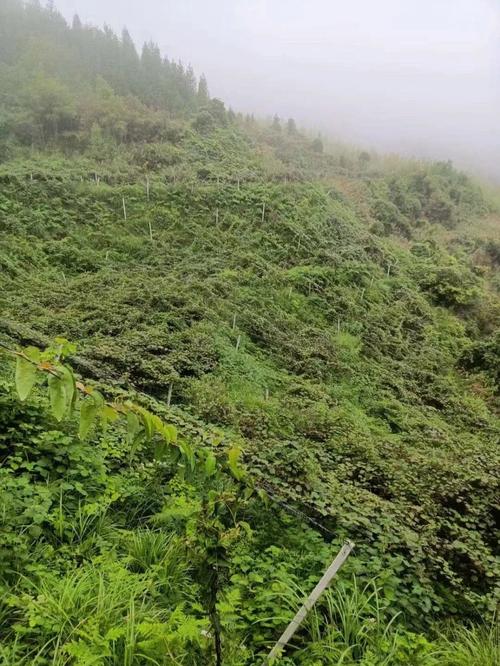 多雨少光适合种植什么水果，高山多雨可种植水果吗。 多雨少光适合种植什么水果，高山多雨可种植水果吗。 土壤施肥