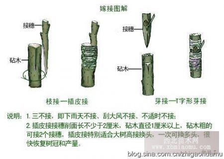 为什么许多水果需要嫁接才好吃，农业种植水果嫁接技术。 为什么许多水果需要嫁接才好吃，农业种植水果嫁接技术。 土壤施肥