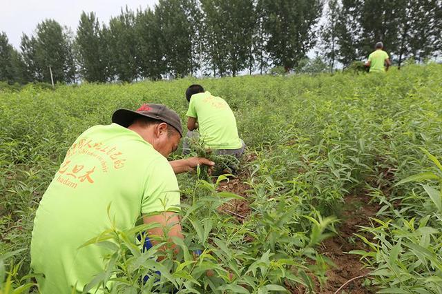 陕西关中能种植开心果和巴旦木吗，西安哪些水果好种植的。 陕西关中能种植开心果和巴旦木吗，西安哪些水果好种植的。 畜牧养殖