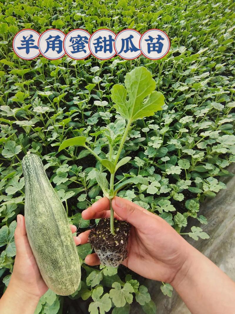 盆栽羊角蜜种植方法，水果羊角蜜怎么种植视频。 盆栽羊角蜜种植方法，水果羊角蜜怎么种植视频。 水果种植