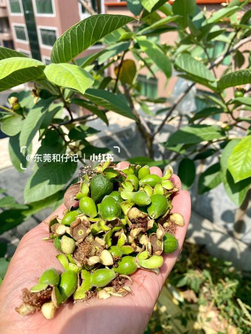 湖南张家界适合种植番石榴吗，陕西水果芭乐种植基地在哪里。 湖南张家界适合种植番石榴吗，陕西水果芭乐种植基地在哪里。 家禽养殖