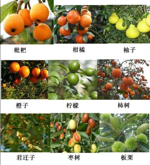 全国各省适合种植什么水果，常见水果种植地区。 全国各省适合种植什么水果，常见水果种植地区。 水果种植