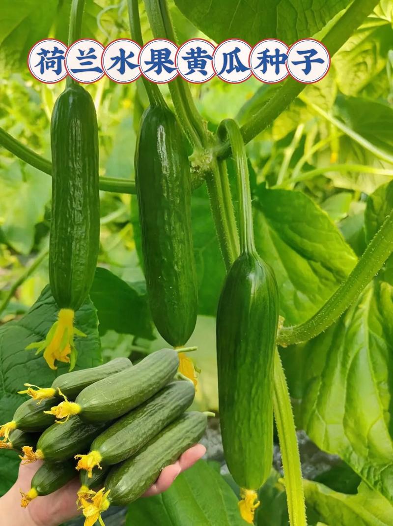 荷兰3099水果黄瓜种植技术，最新水果黄瓜种植方法视频。 荷兰3099水果黄瓜种植技术，最新水果黄瓜种植方法视频。 畜牧养殖