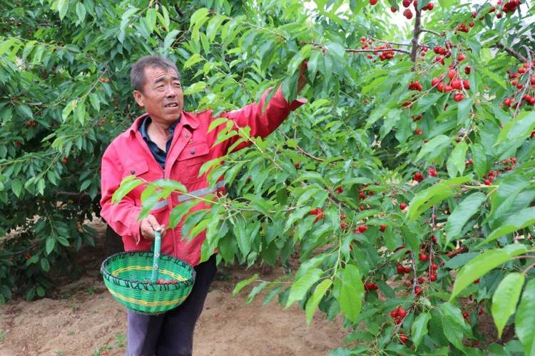 农民怎么才能在耕地上种水果，多种水果种植方法视频。 农民怎么才能在耕地上种水果，多种水果种植方法视频。 土壤施肥