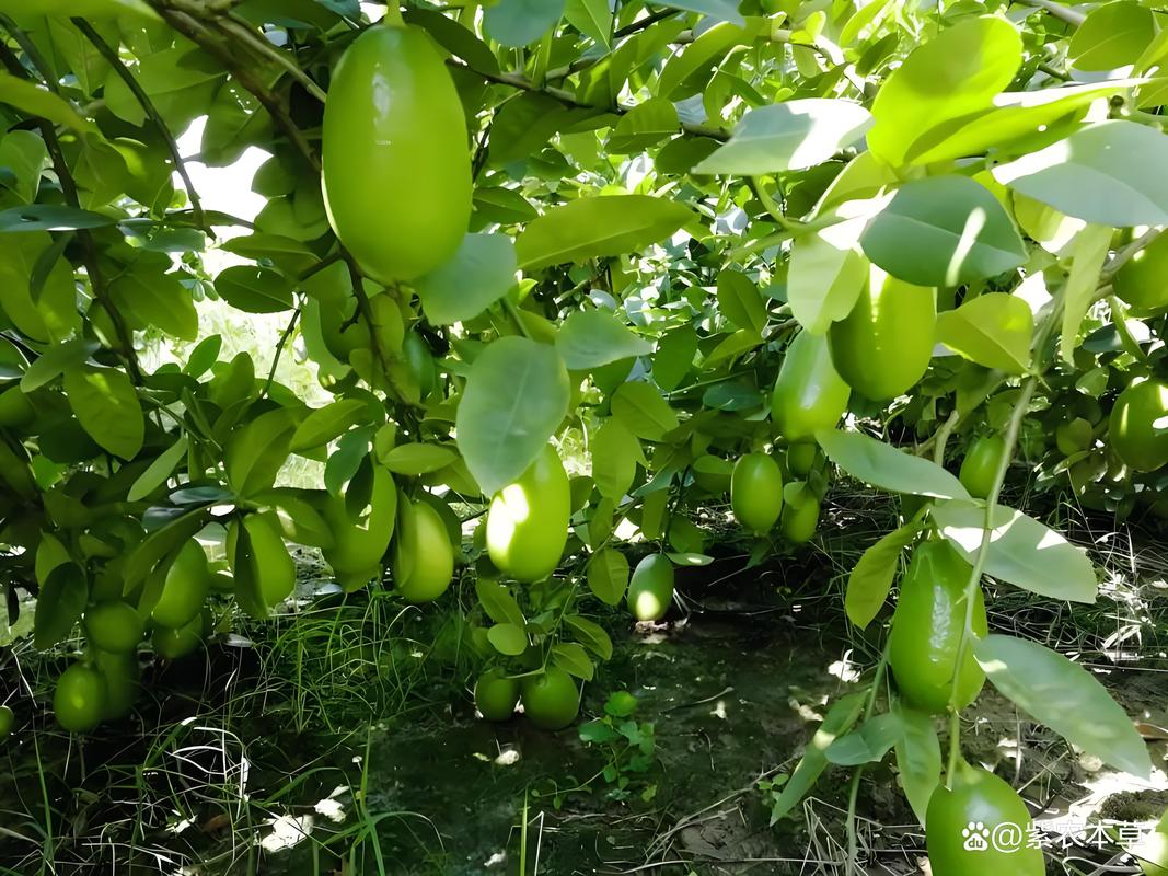 怎么在北方地区种植热带水果，高原热带水果种植条件是什么。 怎么在北方地区种植热带水果，高原热带水果种植条件是什么。 家禽养殖