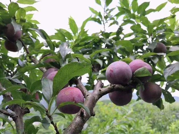 广东潮汕地区种植什么水果经济价值比较高，广东阳江种植水果有哪些。 广东潮汕地区种植什么水果经济价值比较高，广东阳江种植水果有哪些。 蔬菜种植