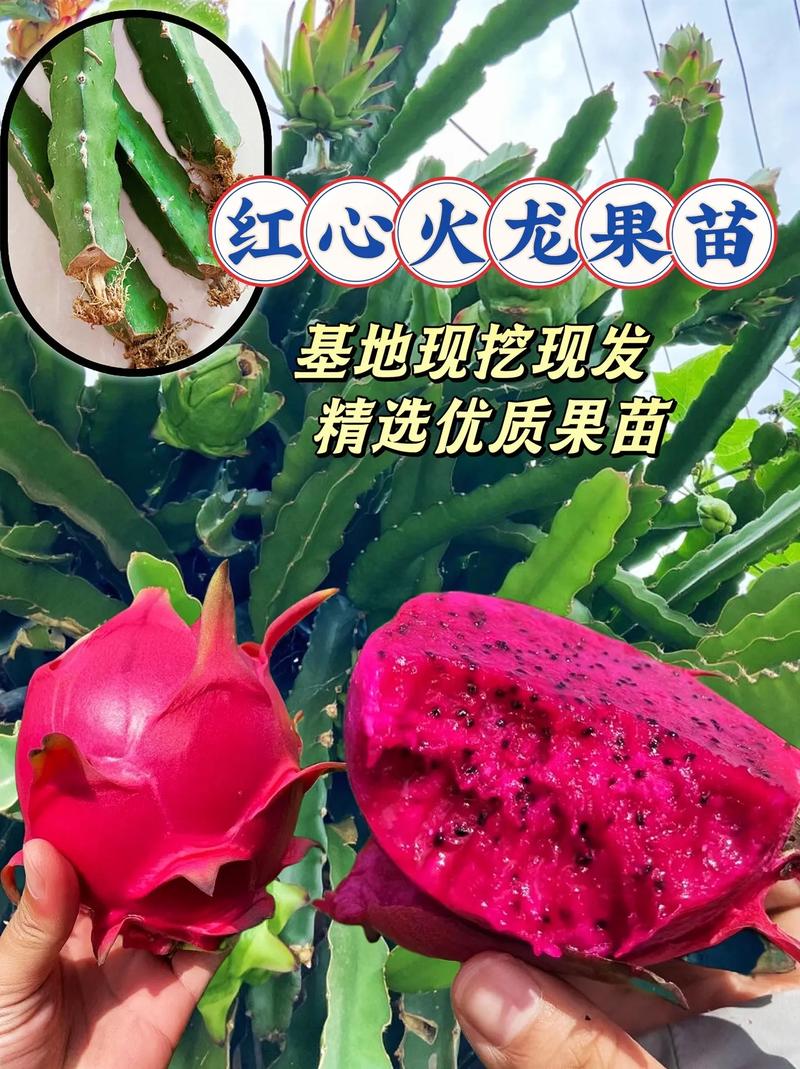 九月份信阳还有火龙果吗，信阳主要种植什么水果品种。 九月份信阳还有火龙果吗，信阳主要种植什么水果品种。 土壤施肥