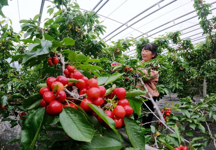 桃李杏品种，贵州桃李水果种植基地在哪里。 桃李杏品种，贵州桃李水果种植基地在哪里。 蔬菜种植