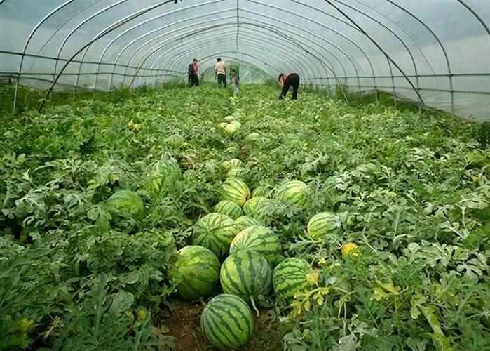 兰州生产哪些水果，兰州水果西瓜种植基地。 兰州生产哪些水果，兰州水果西瓜种植基地。 水果种植