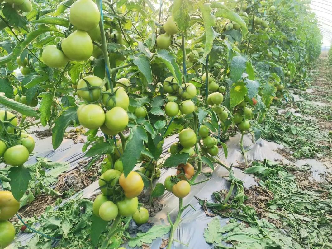 东北种植最好的西红柿，东北水果番茄种植技术与管理。 东北种植最好的西红柿，东北水果番茄种植技术与管理。 家禽养殖