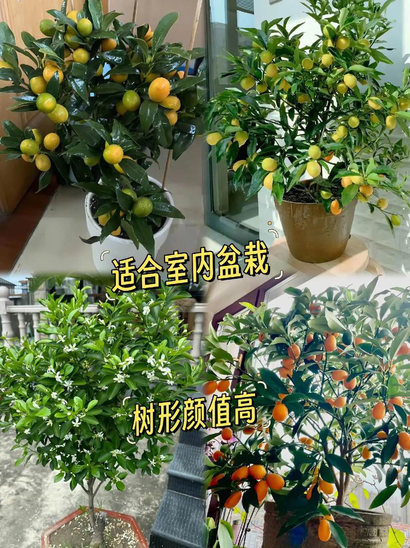 广西适合种植什么水果适合在广西种植的果树，广西水果种植基地公司有哪些。 广西适合种植什么水果适合在广西种植的果树，广西水果种植基地公司有哪些。 畜牧养殖