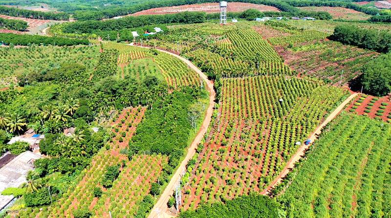 在农贸市场开店适合卖什么，广东异类水果种植基地在哪里。 在农贸市场开店适合卖什么，广东异类水果种植基地在哪里。 家禽养殖