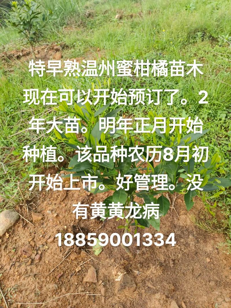 温州适合种植什么水果，温州水果种植基地在哪。 温州适合种植什么水果，温州水果种植基地在哪。 家禽养殖