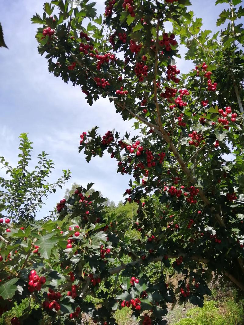 在海拔1800米左右的坡地种植哪些果树较好，种植500棵水果图片大全。 在海拔1800米左右的坡地种植哪些果树较好，种植500棵水果图片大全。 畜牧养殖