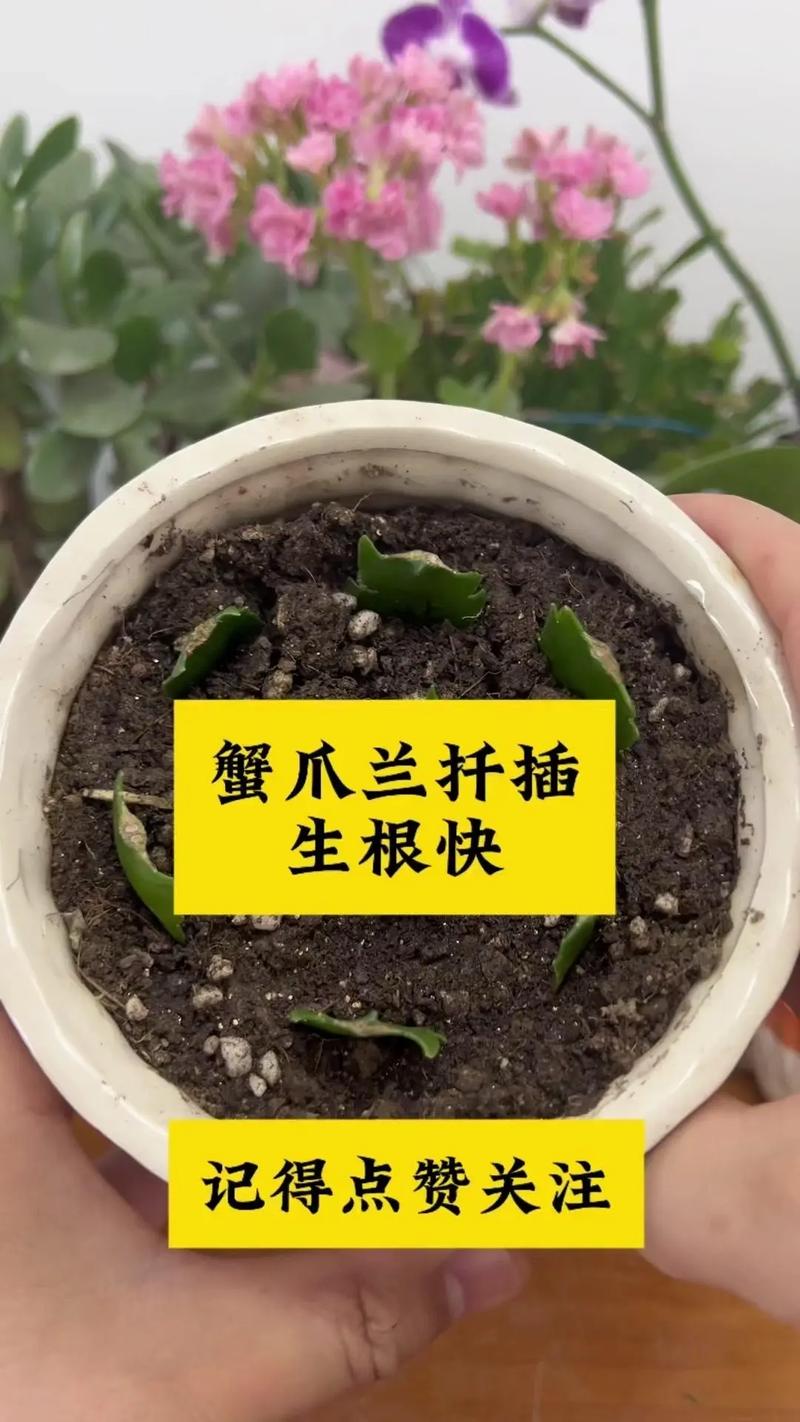 裸根蟹爪兰怎么栽种，木本水果种植技术视频教程。 裸根蟹爪兰怎么栽种，木本水果种植技术视频教程。 土壤施肥