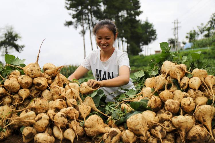 为什么一些人对农村自然种植的农产品追捧，原因在哪里，种植水果自然优势有哪些。 为什么一些人对农村自然种植的农产品追捧，原因在哪里，种植水果自然优势有哪些。 土壤施肥