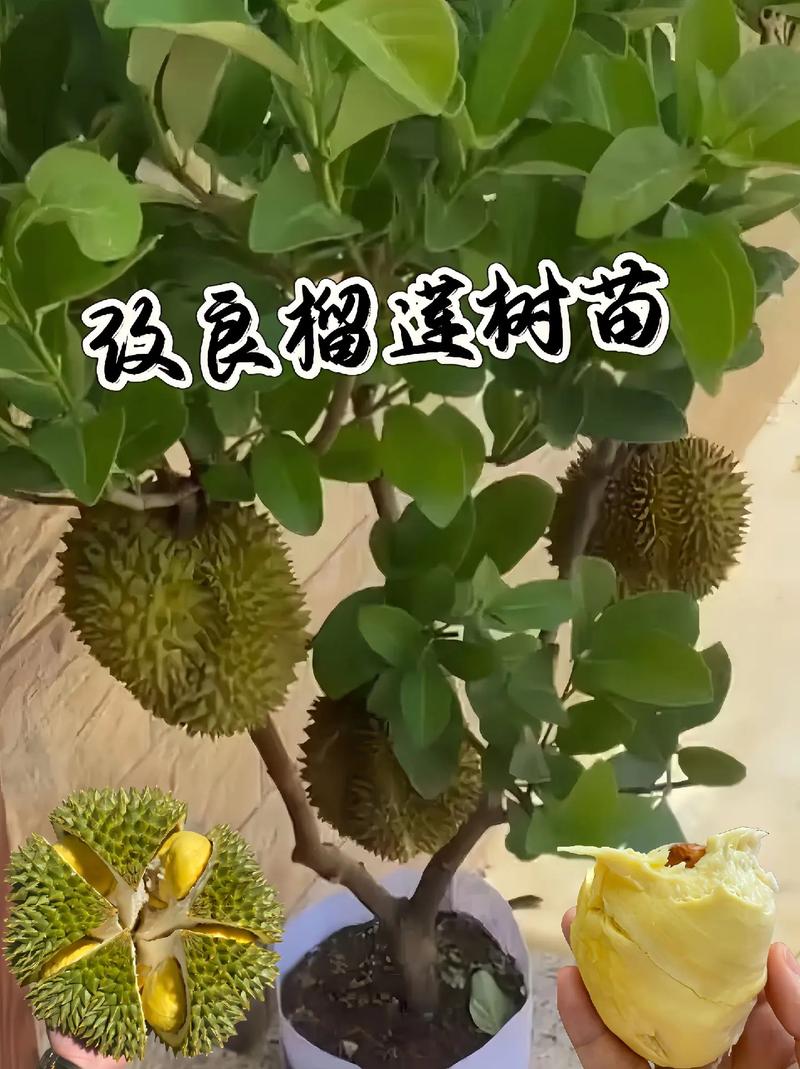 伊朗有榴莲吗，伊朗水果的种植方法和时间。 伊朗有榴莲吗，伊朗水果的种植方法和时间。 蔬菜种植