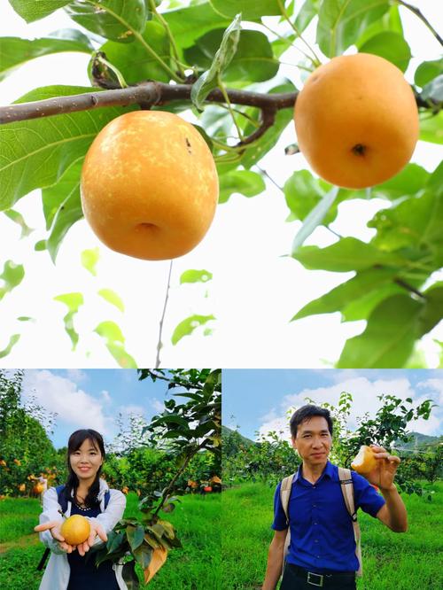 去清远旅游两天时间，有什么好的建议，连州水果种植大户名单。 去清远旅游两天时间，有什么好的建议，连州水果种植大户名单。 家禽养殖