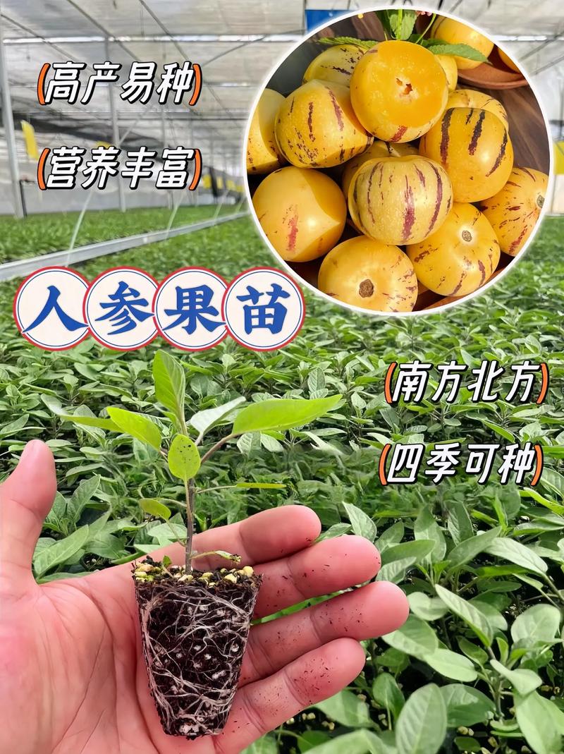 室内适合种植什么水果，家里种植水果苗好吗。 室内适合种植什么水果，家里种植水果苗好吗。 土壤施肥