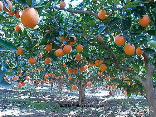 宾川盛产那些水果求告知，谢谢，宾川水果种植基地。 宾川盛产那些水果求告知，谢谢，宾川水果种植基地。 畜牧养殖