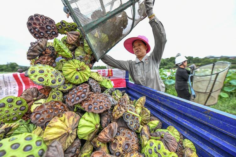 常德采摘园有哪些地方，常德水果种植市场在哪里。 常德采摘园有哪些地方，常德水果种植市场在哪里。 畜牧养殖