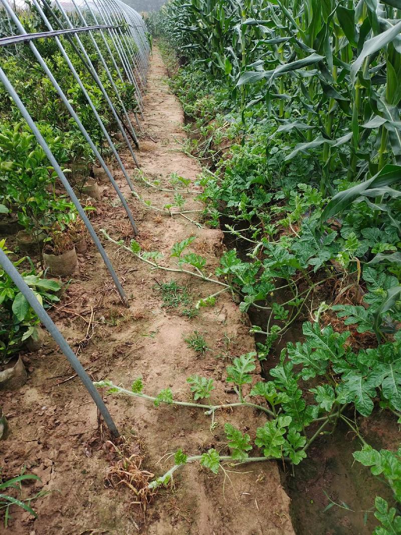 上年岭如何游华山，庆阳水果小西瓜生态种植种植基地。 上年岭如何游华山，庆阳水果小西瓜生态种植种植基地。 水果种植