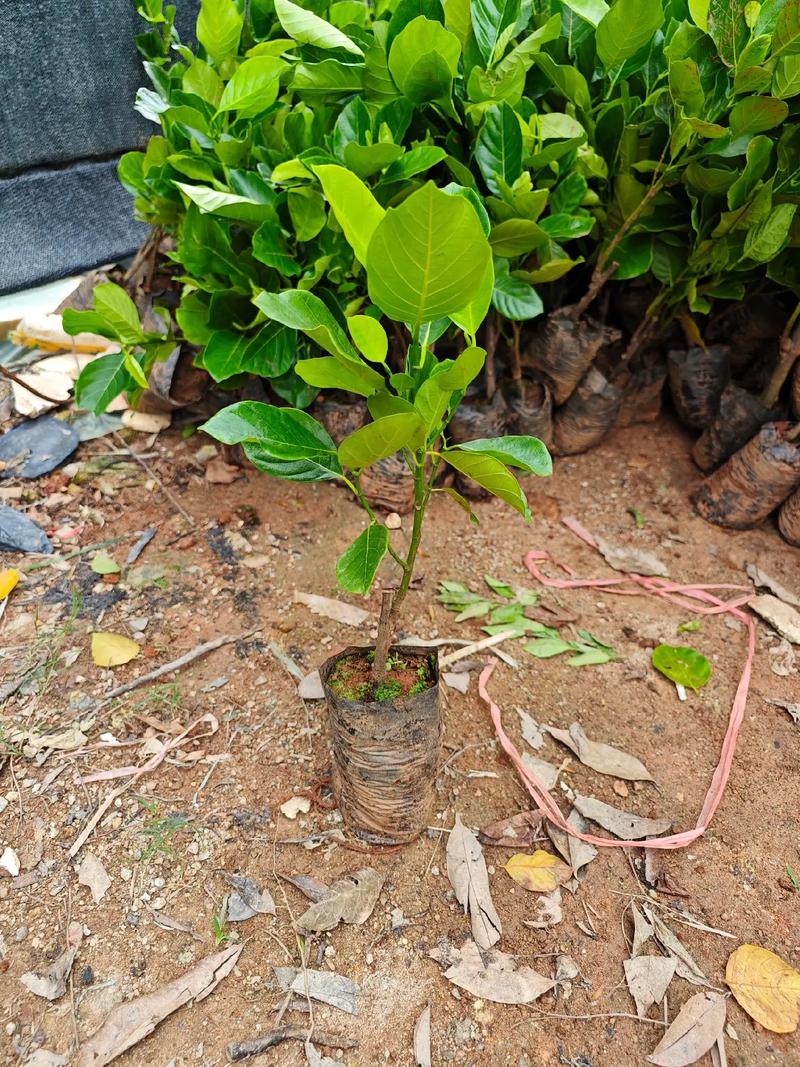 菠萝蜜树苗江西南昌可以种吗，南昌水果种植基地有哪些。 菠萝蜜树苗江西南昌可以种吗，南昌水果种植基地有哪些。 水果种植