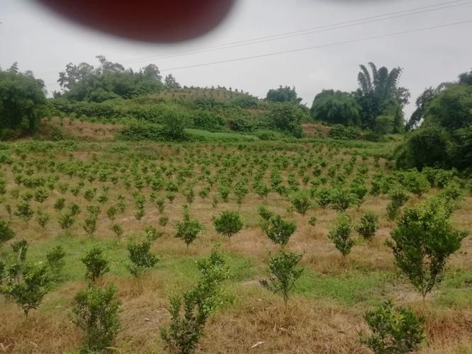 醋有几种味型和产地，广灵本地水果种植基地在哪里。 醋有几种味型和产地，广灵本地水果种植基地在哪里。 畜牧养殖