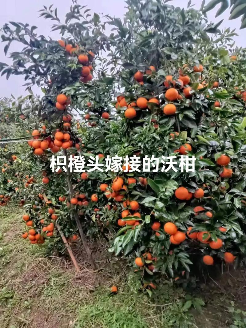 近年来种植柑橘的效益怎么样，种植户在什么时候卖比较合适，水果柑橘种植前景如何。 近年来种植柑橘的效益怎么样，种植户在什么时候卖比较合适，水果柑橘种植前景如何。 家禽养殖