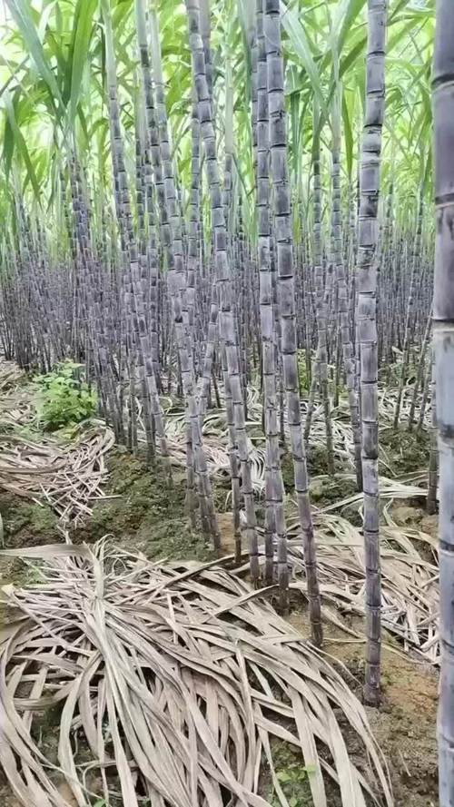 种甘蔗一亩地留多少棵最合适，水果甘蔗种植的密度是多少。 种甘蔗一亩地留多少棵最合适，水果甘蔗种植的密度是多少。 土壤施肥