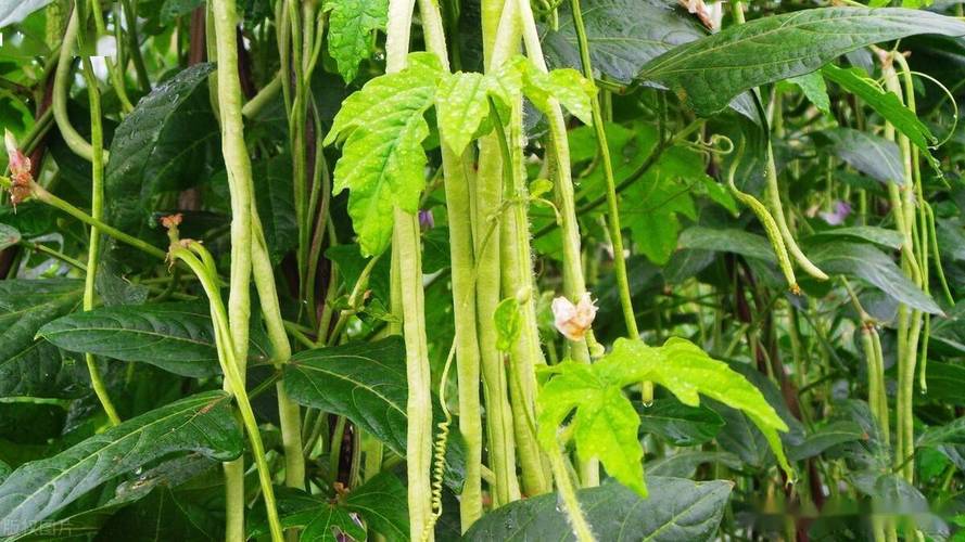 云南六月份种植什么好，水果豆角的种植时间表。 云南六月份种植什么好，水果豆角的种植时间表。 水果种植