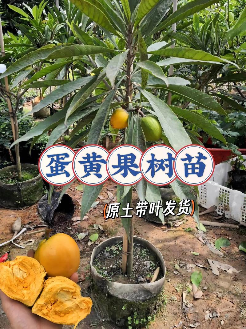 黄石有哪些连锁水果店，黄石可以种植什么水果树。 黄石有哪些连锁水果店，黄石可以种植什么水果树。 蔬菜种植