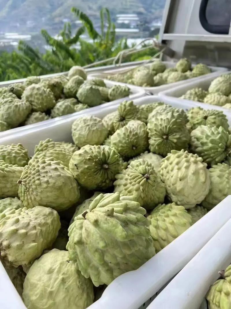 广西梧州可以种植释迦果吗，广西水果释迦种植基地。 广西梧州可以种植释迦果吗，广西水果释迦种植基地。 畜牧养殖