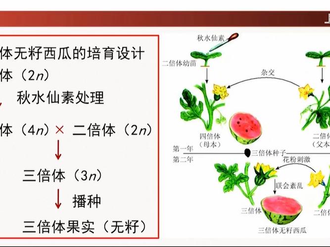 为什么水果都有籽，水果怎么变种植物呢。 为什么水果都有籽，水果怎么变种植物呢。 家禽养殖