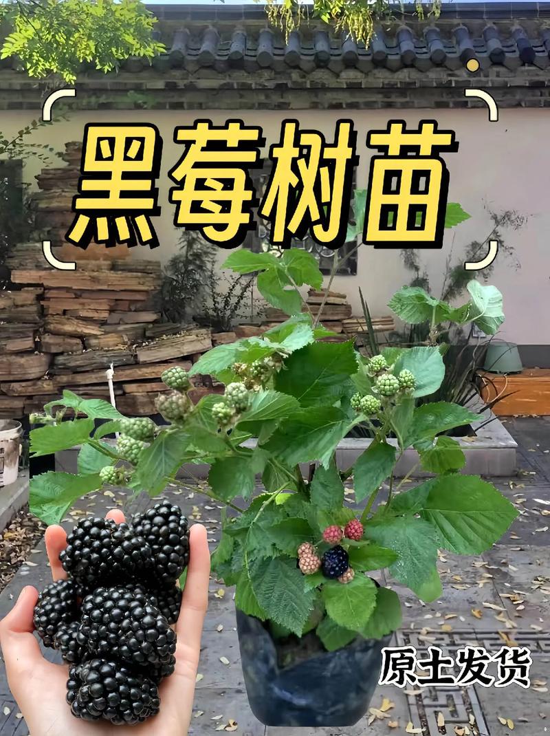 黑莓阳台种植方法，黑莓水果种植条件是什么。 黑莓阳台种植方法，黑莓水果种植条件是什么。 蔬菜种植