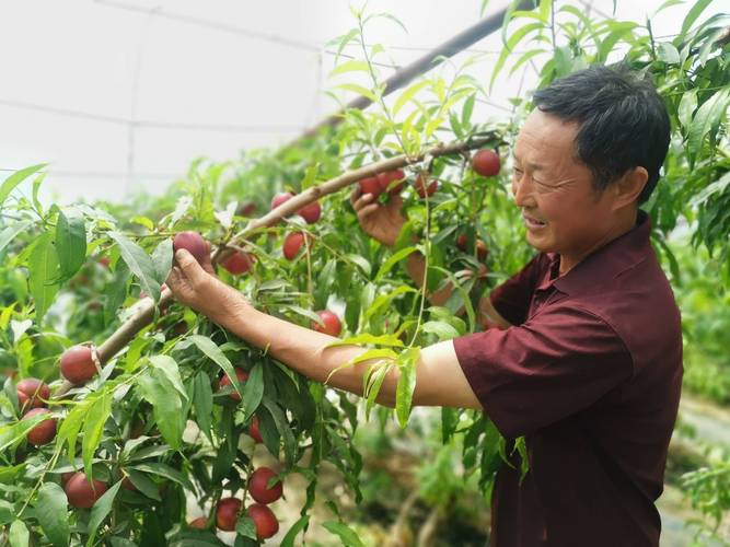 张志刚大棚油桃无休眠栽培技术，大棚水果桃子种植方法视频。 张志刚大棚油桃无休眠栽培技术，大棚水果桃子种植方法视频。 蔬菜种植