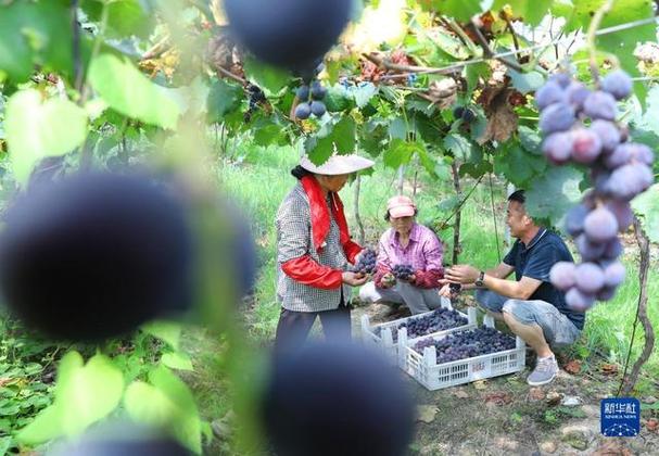 福建南平过年风俗，南平水果种植基地。 福建南平过年风俗，南平水果种植基地。 家禽养殖