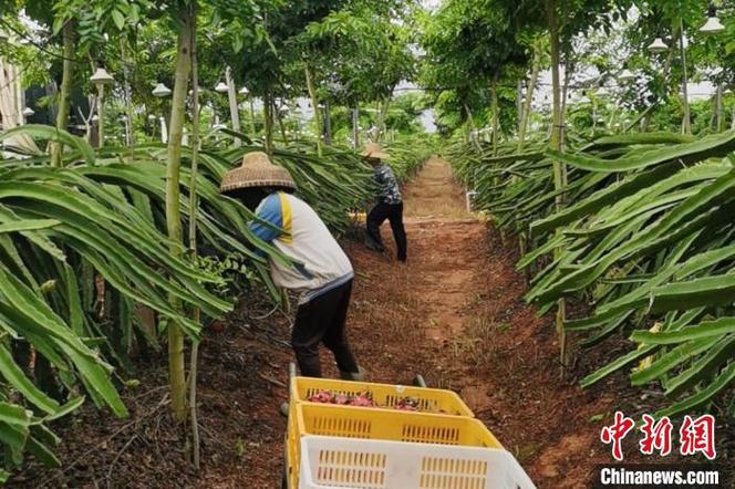 海南的农业大县主要是哪几个，海南儋州水果种植基地。 海南的农业大县主要是哪几个，海南儋州水果种植基地。 土壤施肥