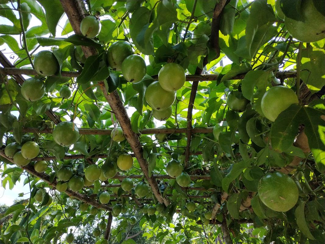 广西地区一般适合种什么水果，广西适合种植啥水果树。 广西地区一般适合种什么水果，广西适合种植啥水果树。 水果种植