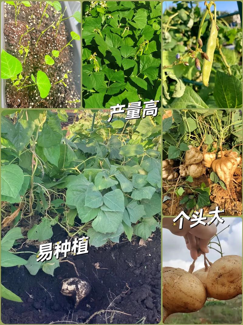 水果地瓜种植方法，怎么种植水果地瓜视频。 水果地瓜种植方法，怎么种植水果地瓜视频。 畜牧养殖