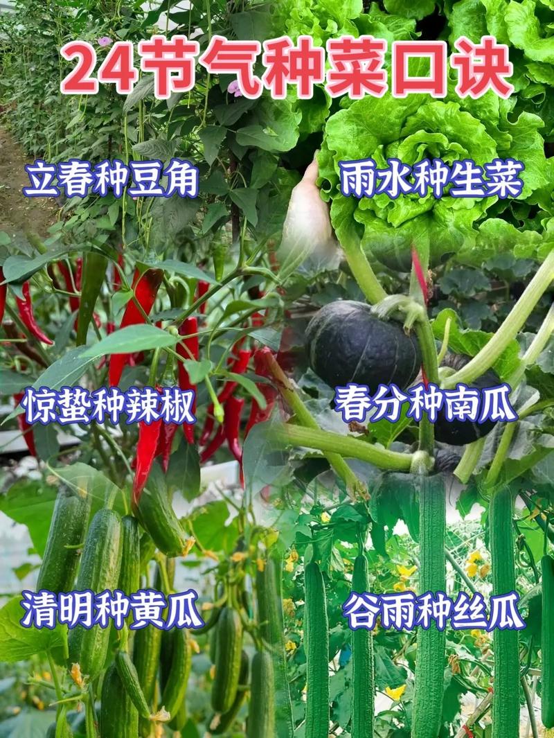 露天种植地豆角，现在是时候吗，水果室外种植时间表。 露天种植地豆角，现在是时候吗，水果室外种植时间表。 畜牧养殖