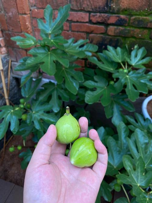 院子种苹果种植方法，院子花草水果种植方法视频。 院子种苹果种植方法，院子花草水果种植方法视频。 水果种植