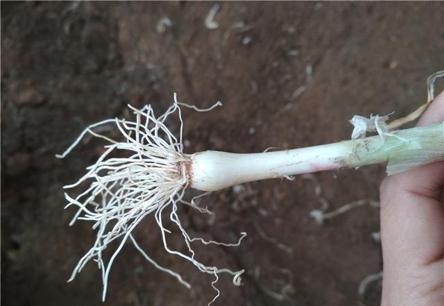 种植大蒜后，为什么要立即给大蒜覆盖稻草，大蒜种植水果装饰图片。 种植大蒜后，为什么要立即给大蒜覆盖稻草，大蒜种植水果装饰图片。 水果种植