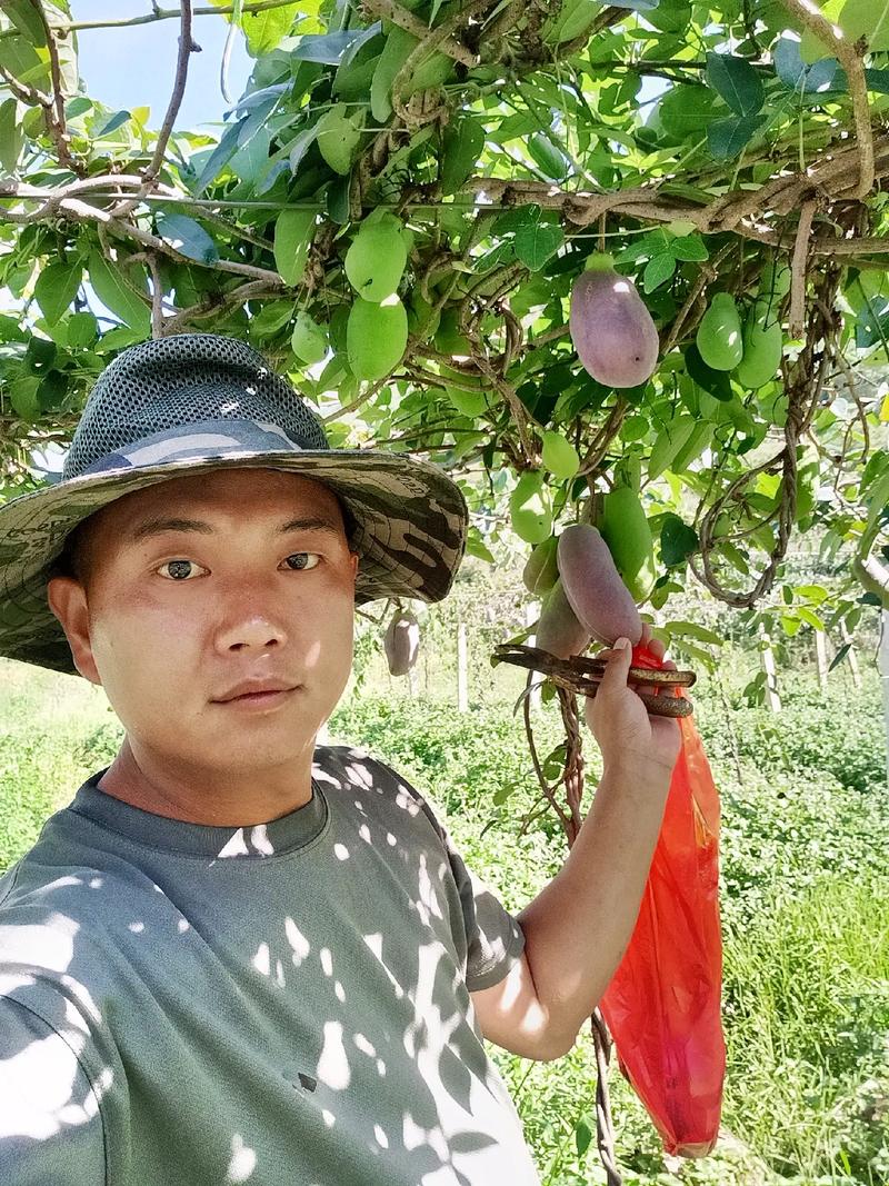 你觉得云南的秋天哪里最美，保山昌宁种植什么水果最多。 你觉得云南的秋天哪里最美，保山昌宁种植什么水果最多。 蔬菜种植