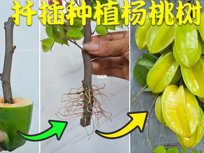 杨桃的种植方法，农业种植水果杨桃图片。 杨桃的种植方法，农业种植水果杨桃图片。 畜牧养殖