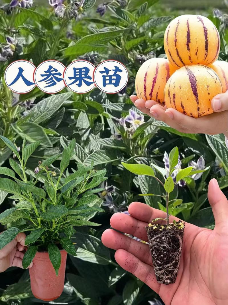 人种植的东西 是属于自然物吗 吗，水果属于种植吗为什么。 人种植的东西 是属于自然物吗 吗，水果属于种植吗为什么。 畜牧养殖