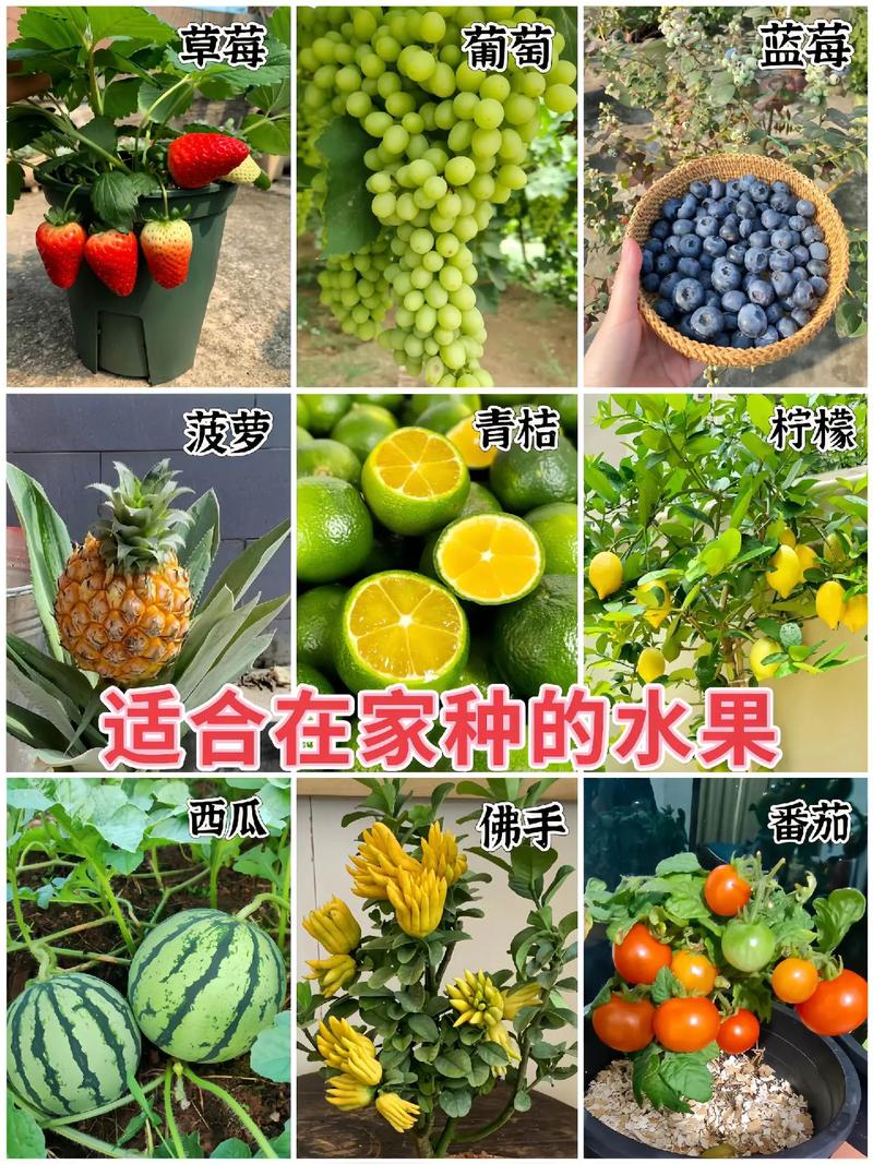 什么水果最容易种，什么水果好种植快速成熟。 什么水果最容易种，什么水果好种植快速成熟。 蔬菜种植