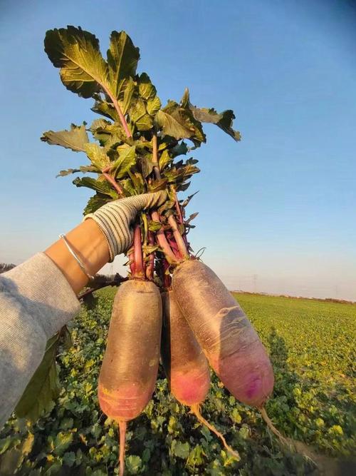 冰糖脆水果萝卜种植成本，水果萝卜种植成本多少。 冰糖脆水果萝卜种植成本，水果萝卜种植成本多少。 畜牧养殖