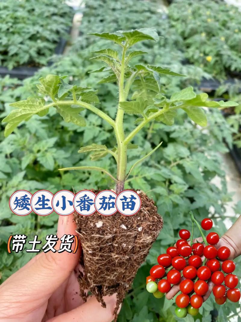 生长周期短而且适合室内生长的蔬菜和水果有哪些，家庭种植特种水果图片大全。 生长周期短而且适合室内生长的蔬菜和水果有哪些，家庭种植特种水果图片大全。 土壤施肥