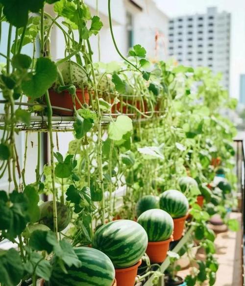 8月阳台上种什么水果，阳台水果种植过程视频。 8月阳台上种什么水果，阳台水果种植过程视频。 土壤施肥